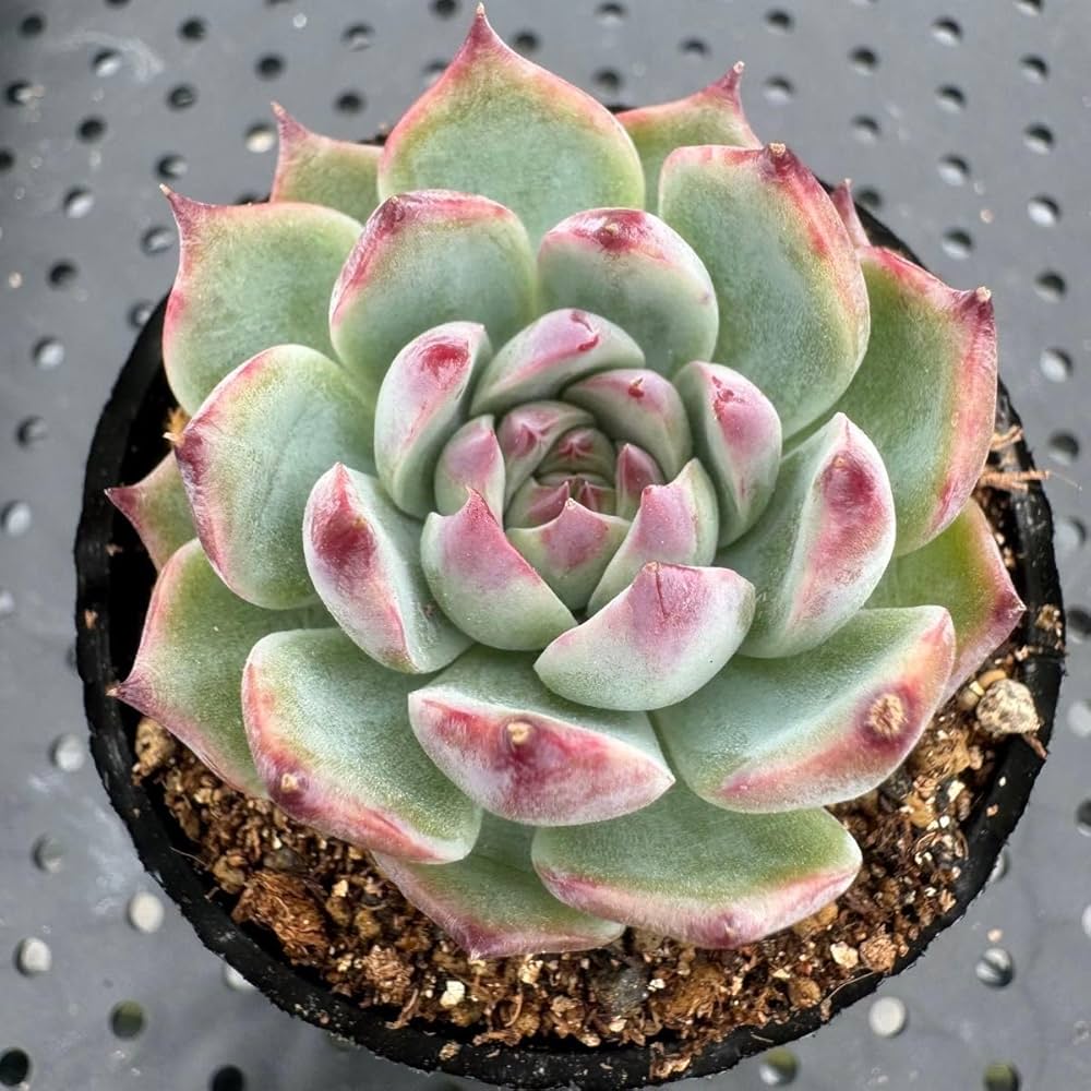 多肉植物 ❤️ シルエット❤️ 1頭12-14cm抜き苗 多肉植物 ❤️ シルエット❤️ 1頭12-14cm抜き苗 エケベリア